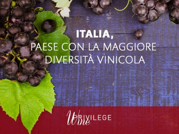 OIV – L’Italia è il paese con maggiore diversità vinicola
