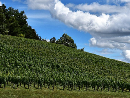 Marco Felluga e Russiz Superiore: in prima linea nella promozione della viticoltura sostenibile